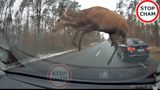 Стадо оленів спробувало перестрибнути BMW на ходу: шокуюче відео