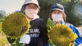 В Японії школярі засіяли поле соняшників, щоб зібрати кошти для українців