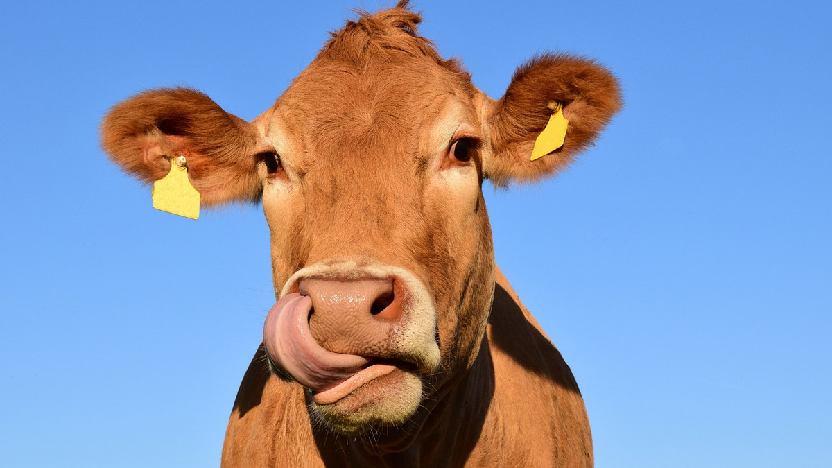 Це цікаво: науковці хочуть годувати корів нарцисами, щоб уповільнити глобальне потепління - фото 1