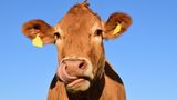 Це цікаво: науковці хочуть годувати корів нарцисами, щоб уповільнити глобальне потепління