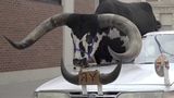 У США поліцейські зупинили легковик із биком у салоні: деталі