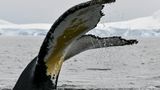 Цікаве дослідження: хвости горбатих китів такі ж унікальні, як і відбитки пальців людей