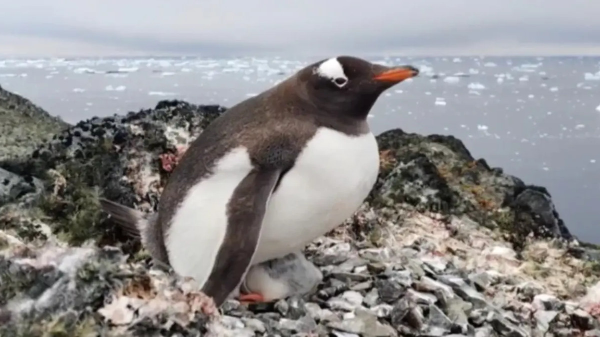 Пінгвіни-верхолази - фото 1