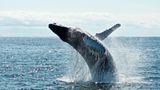 Фантастичне відео: українські полярники показали, як стрибає горбатий кит в Антарктиці