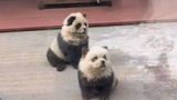 Китайський зоопарк перемалював собак, щоб видати їх за панд: епічне відео