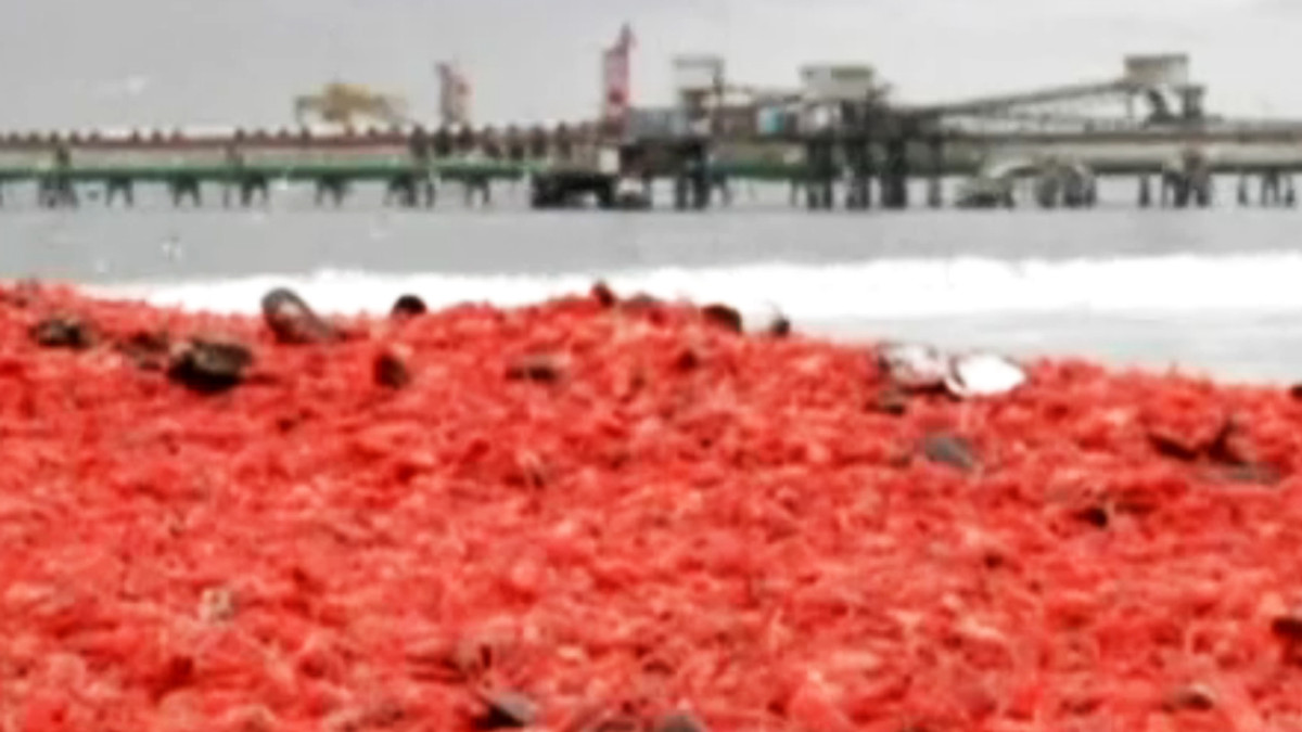 Пляж в Чилі завалило мертвими креветками - фото 1