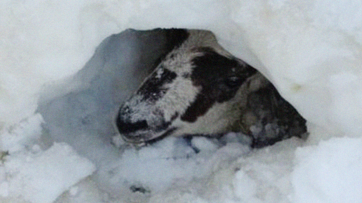 У Шотландії вівця 11 днів просиділа під снігом - фото 1