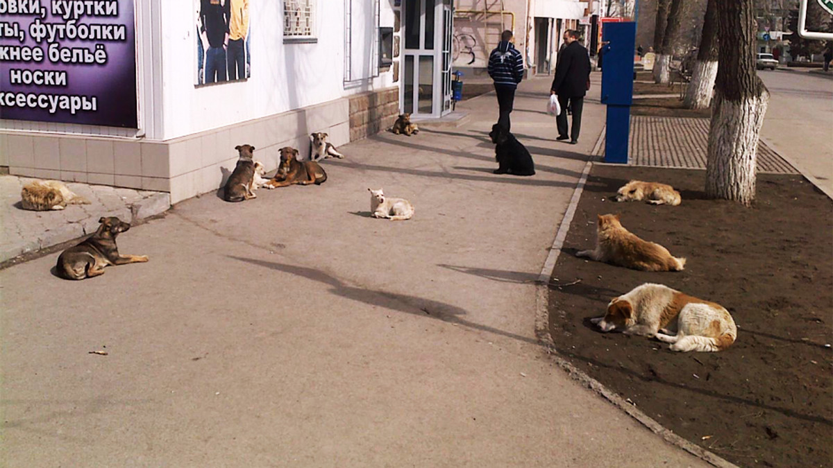 На Одещині відстрілюватимуть бродячих собак - фото 1