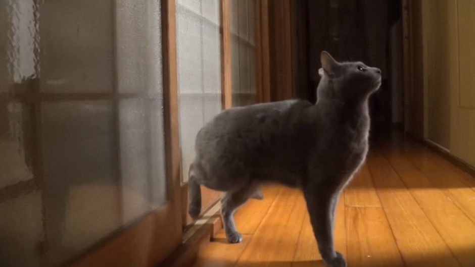 Смішний кіт, який відкриває двері, порвав інтернет