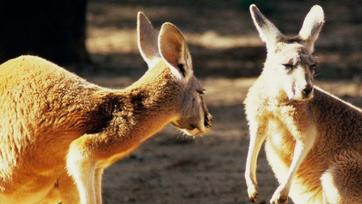 В Австралії кенгуру врятував дитину - фото 1