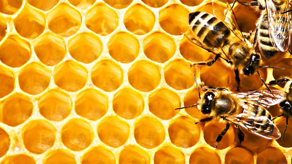 Україна утримує світову першість з виробництва меду - фото 1