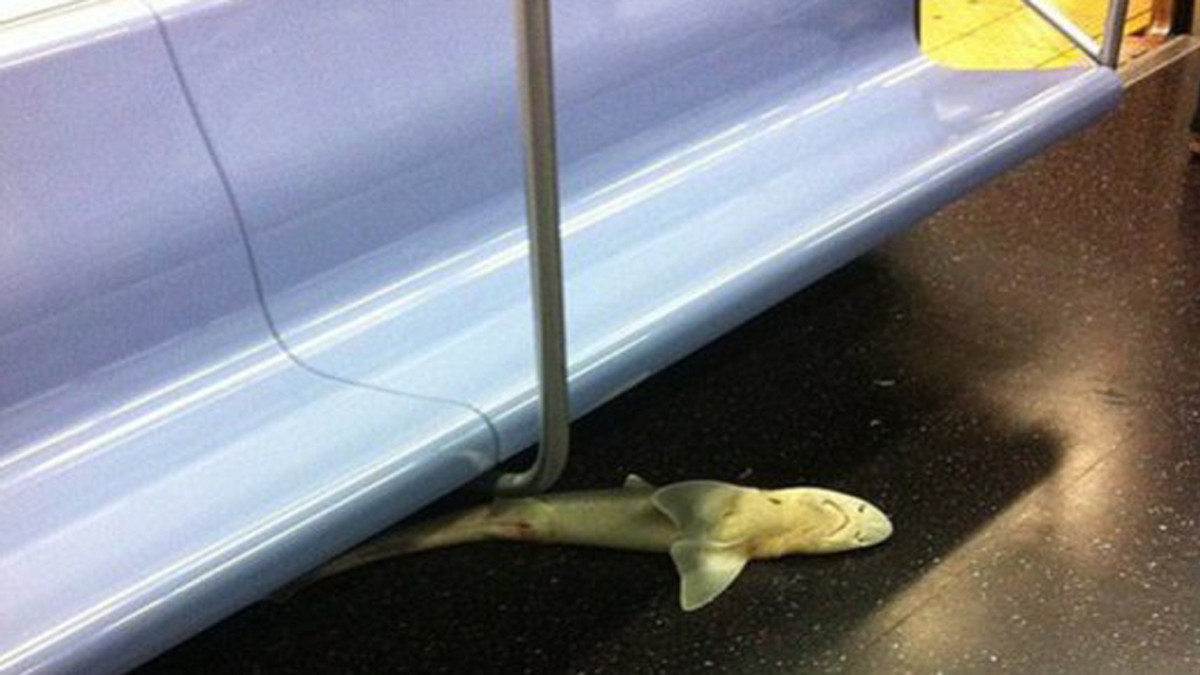 У Нью-Йорку розгадали таємницю мертвої акули у метро - фото 1