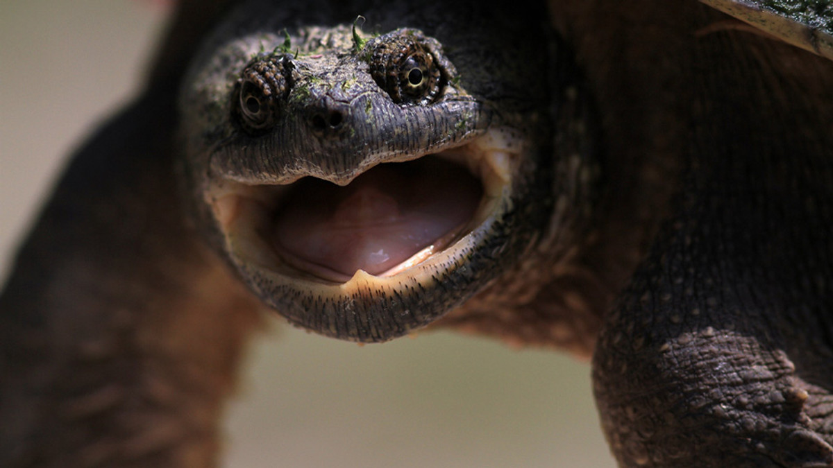 Баварія полює за агресивною черепахою - фото 1