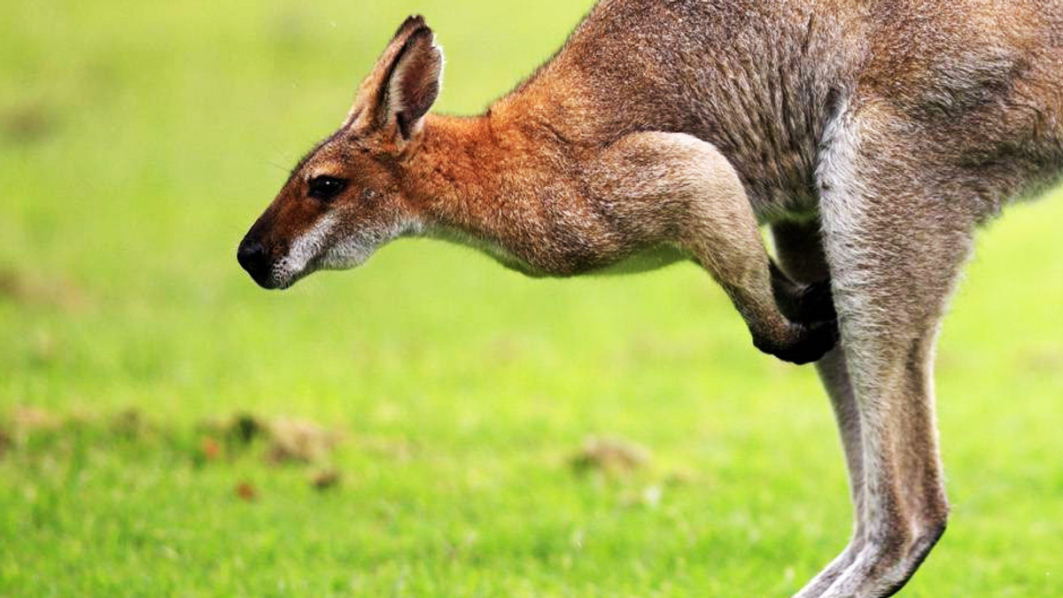 Австралійці тепер їдять м'ясо кенгуру - фото 1