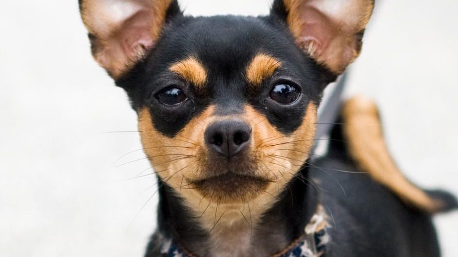 У Пуерто-Ріко знайшли найменшу у світі собачку - Радіо Незламних