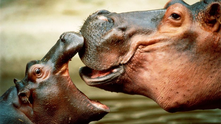 Найстаріший гіпопотам живе в Україні - фото 1