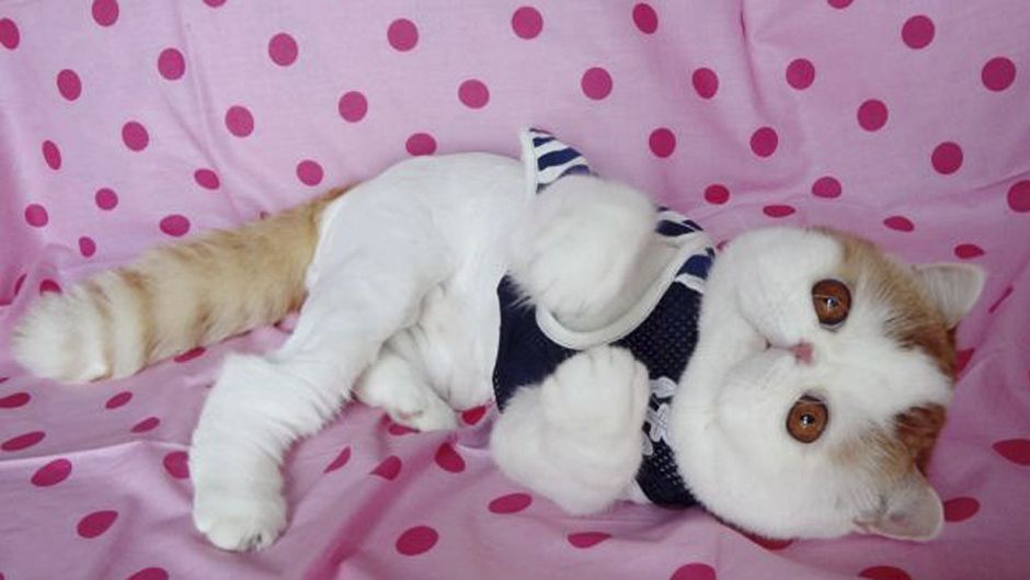 Милий кіт став зіркою інтернету (Відео)