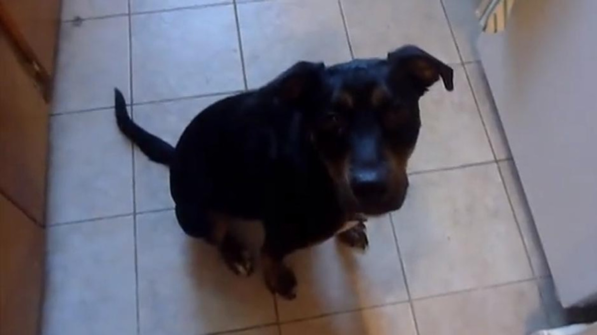 Турботливий собака підкорив інтернет (Відео) - фото 1