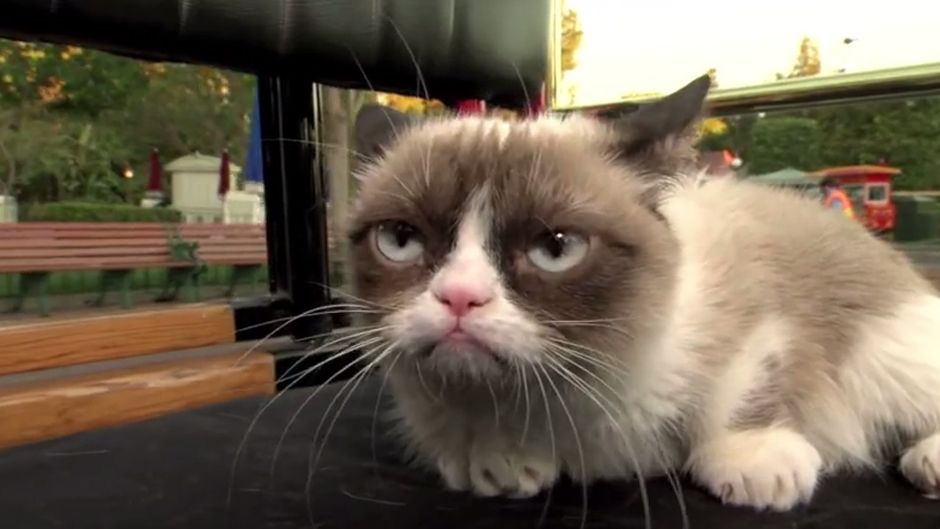Похмурий кіт відвідав Діснейленд (Відео)
