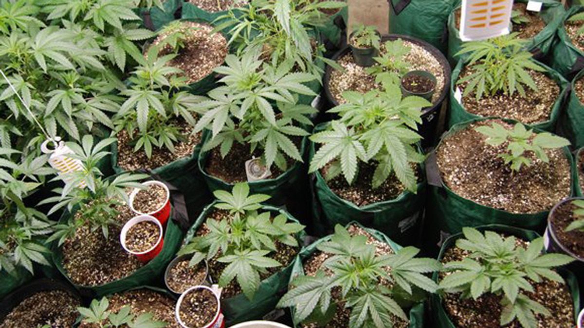 У канадському будинку престарілих знайшли 550 кущів марихуани - фото 1