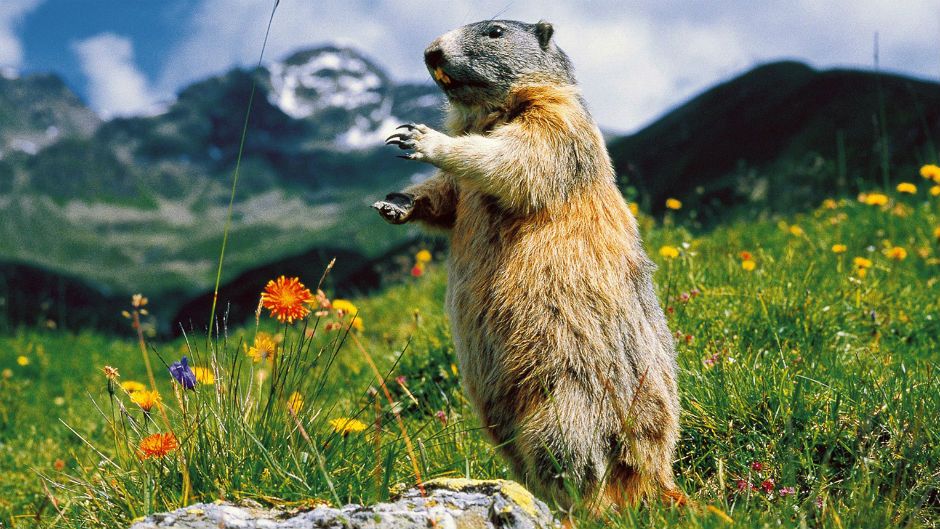 Сьогодні у світі відзначають День бабака - фото 1