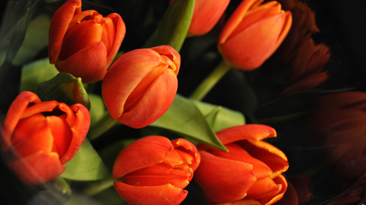 На Співочому полі в Києві — щорічна виставка тюльпанів - фото 1