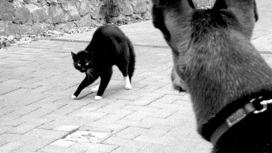 Кіт-тілоохоронець врятував дитину від нападу собаки (Відео)