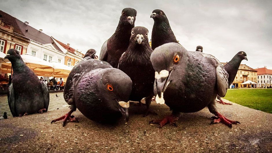 Сепаратистський реп «Русская православная» (Відео) - фото 1