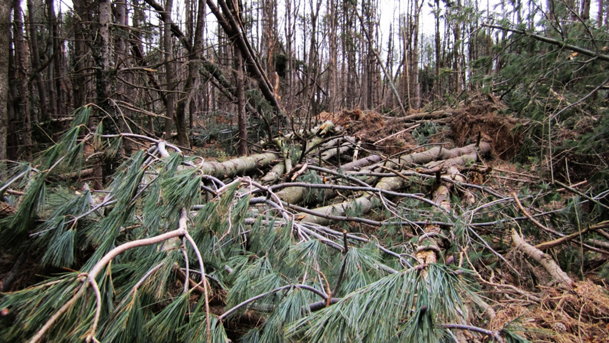 В Росії на фестивалі на людей повалились дерева (Відео) - фото 1