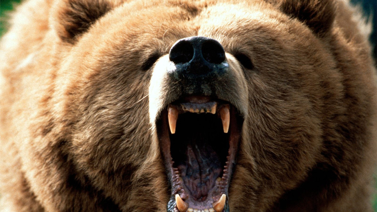 На Алясці ведмідь втрутився в бейсбольний матч (Відео) - фото 1