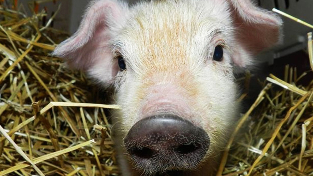 Хоробра свиня не захотіла бути відбивною (Відео) - фото 1