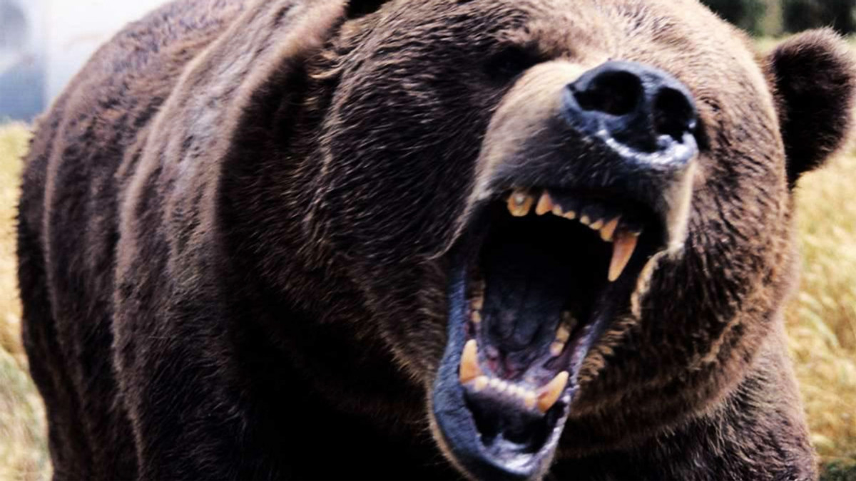 На Полтавщині ведмідь відкусив руку підлітку - фото 1