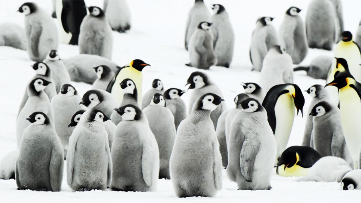 Імператорським пінгвінам загрожує вимирання - фото 1