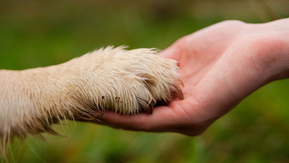 Безпритульний песик Жужа рятує українських військових