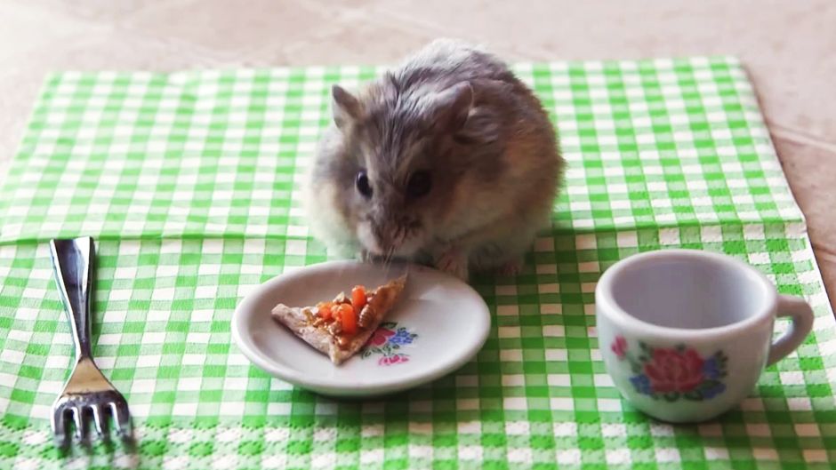 Хом'як став зіркою інтернету (Відео)