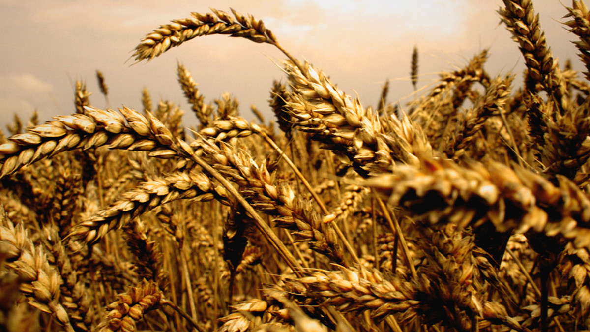 В Україні вже зібрали 34 млн тонн зерна - фото 1