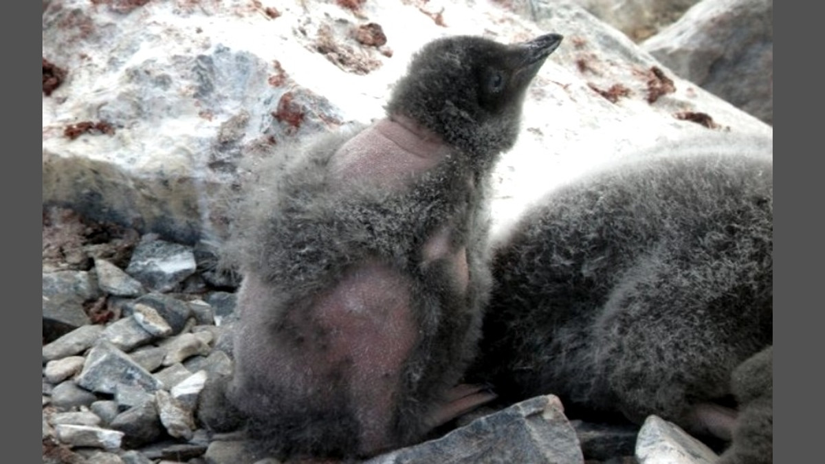 Загадкова хвороба змушує пінгвінів лисіти - фото 1