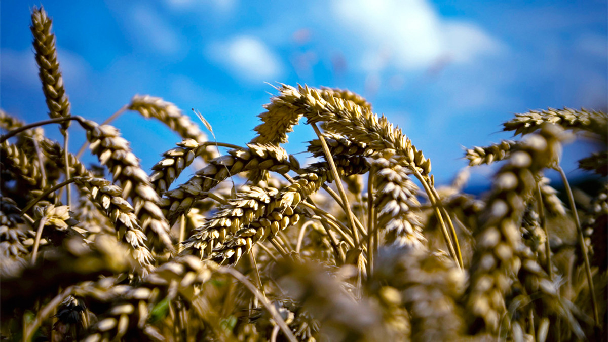 Україна цьогоріч збере майже 60 мільйонів тонн зерна - фото 1