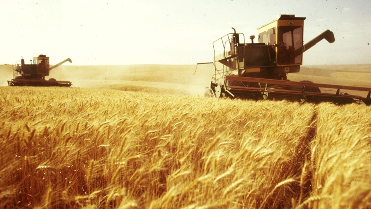 Україна може зібрати рекордний врожай - фото 1