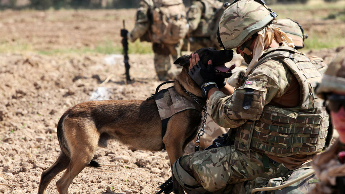 Собаки зустрічають господарів, що повернулися з війни (Відео) - фото 1