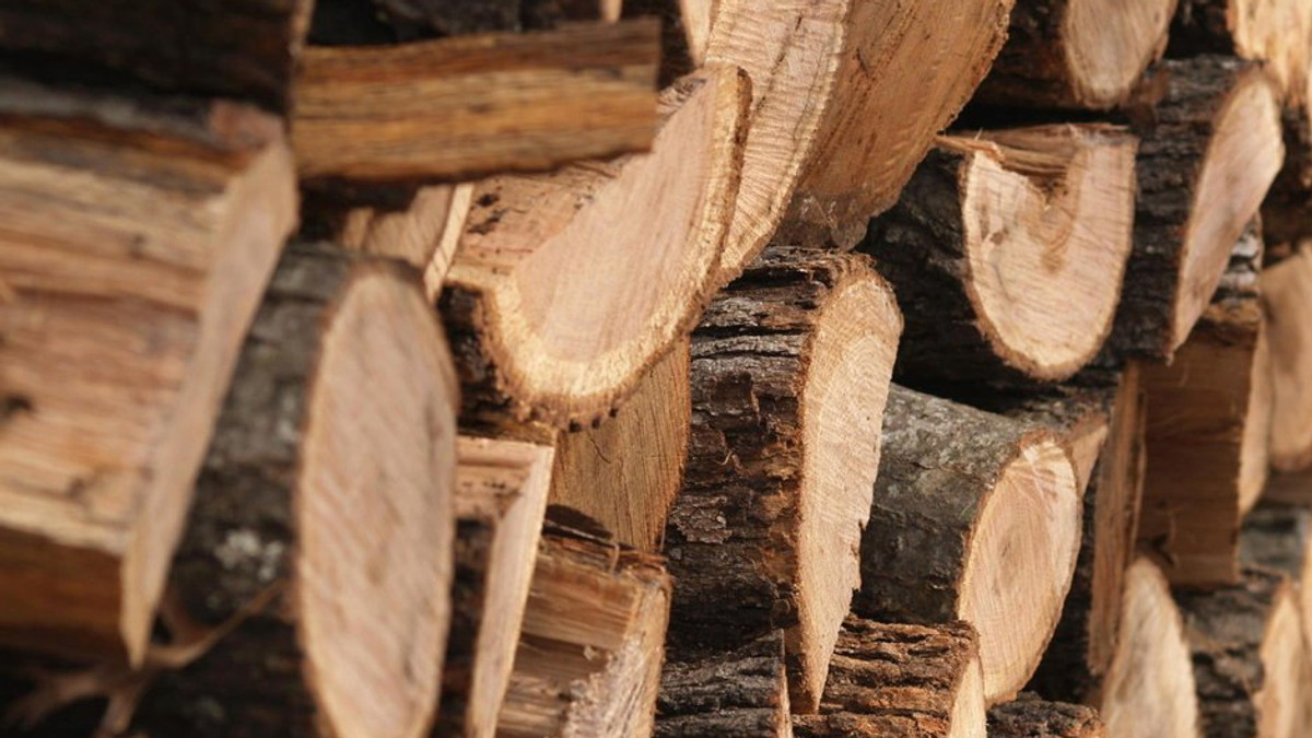 Росія заборонила ввезення української деревини - фото 1