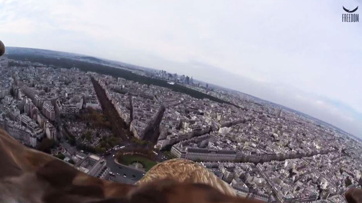 Орлан зняв Париж c висоти пташиного польоту (Відео) - фото 1