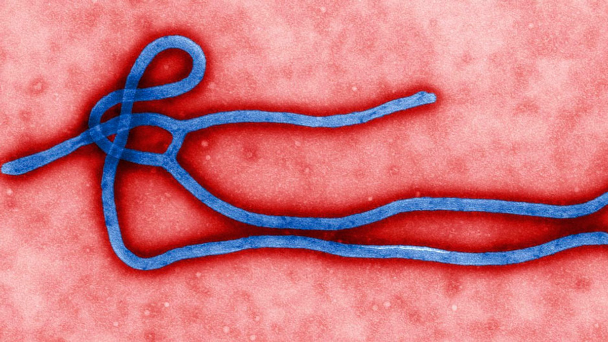 В Києві пустили чутку про появу вірусу Ебола - фото 1