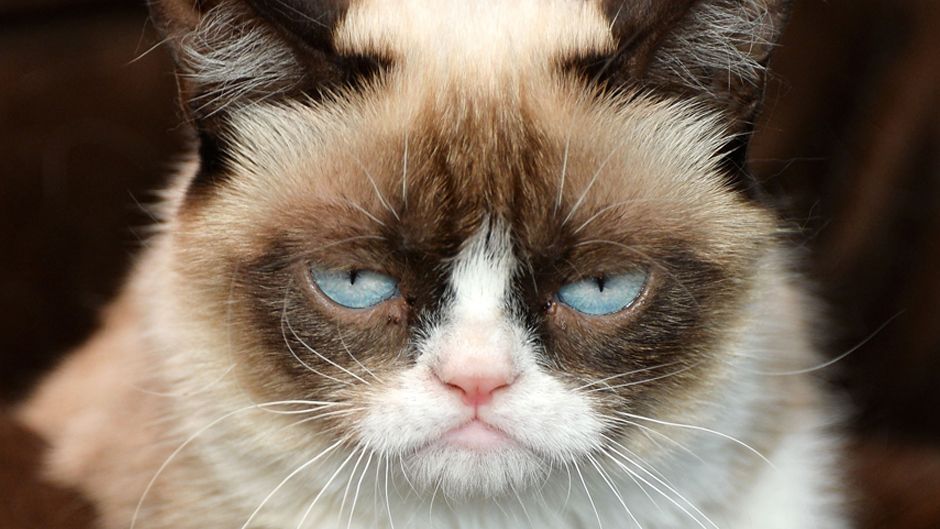 Незадоволений кіт став зіркою різдвяного фільму (Відео)