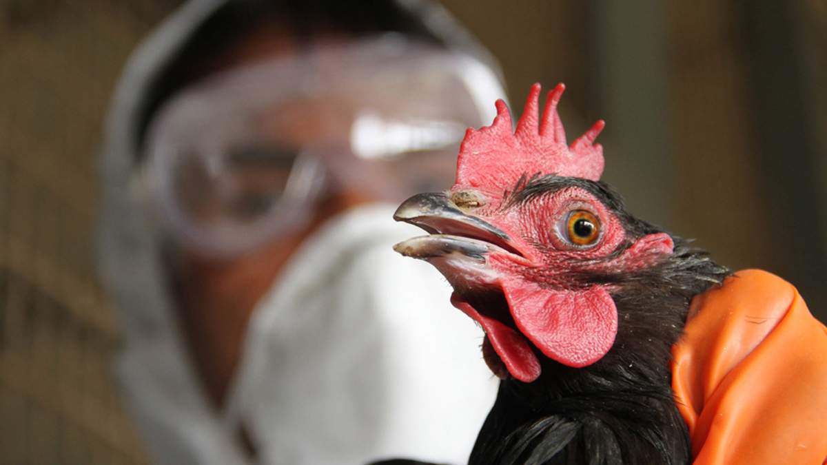 У Нідерландах прокинувся пташиний грип - фото 1