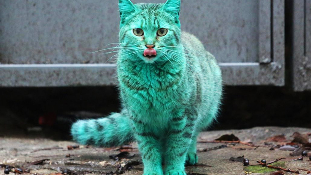 Болгарський кіт шокував інтернет (Відео) - фото 1