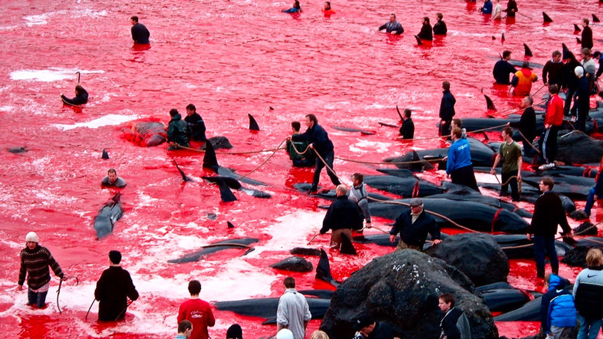 Японці збираються поновити полювання на китів - фото 1