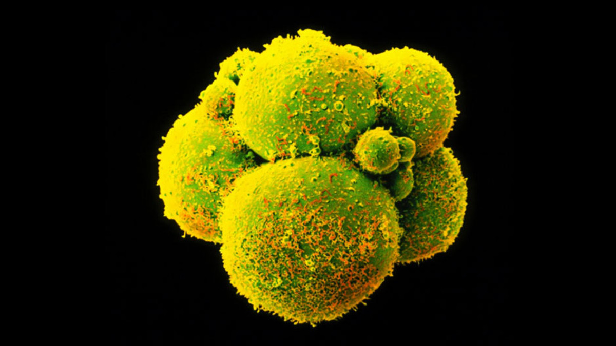 Китайські вчені генетично модифікували ембріони людини - фото 1