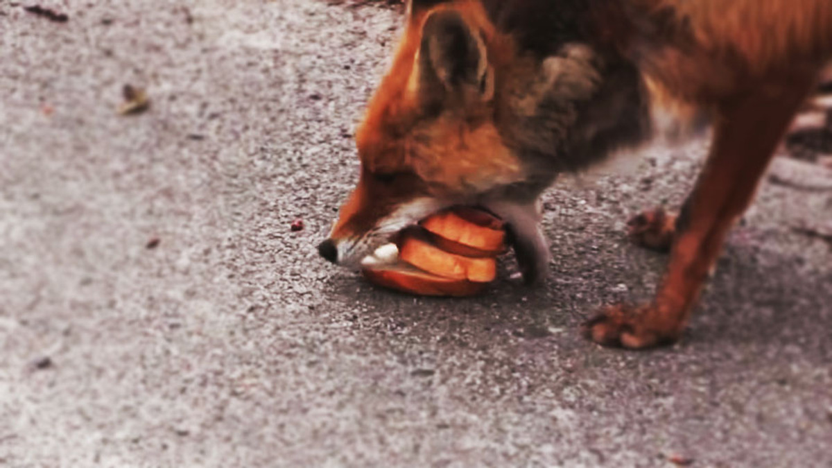Як чорнобильський лис приготував сніданок (Відео) - фото 1