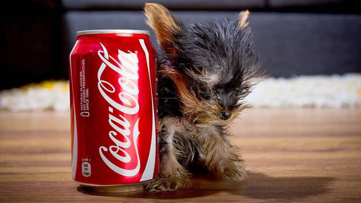 Coca–Cola показала світ очима собаки (Відео) - фото 1